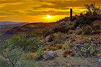 sunset against a hill in the southwest with a lone cactus and desert foliage