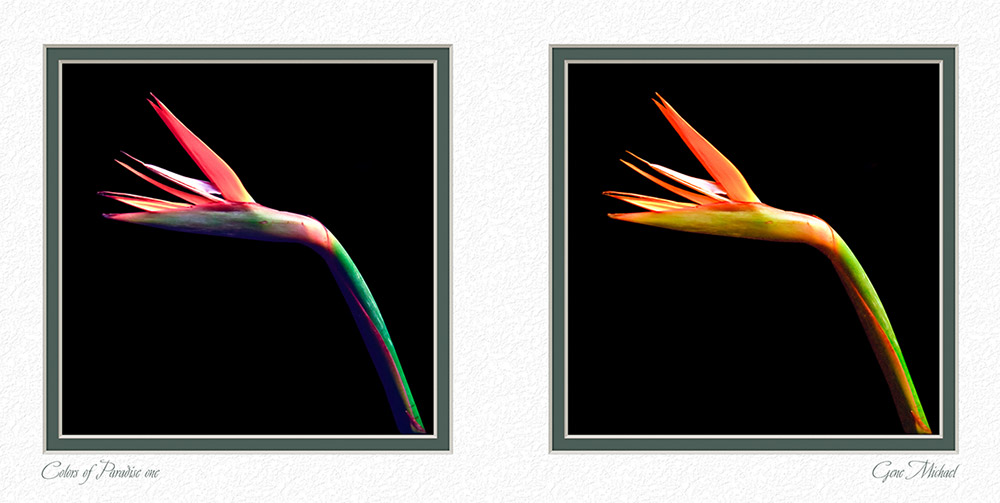 Green and yellow bird of paradise plant with a dark background