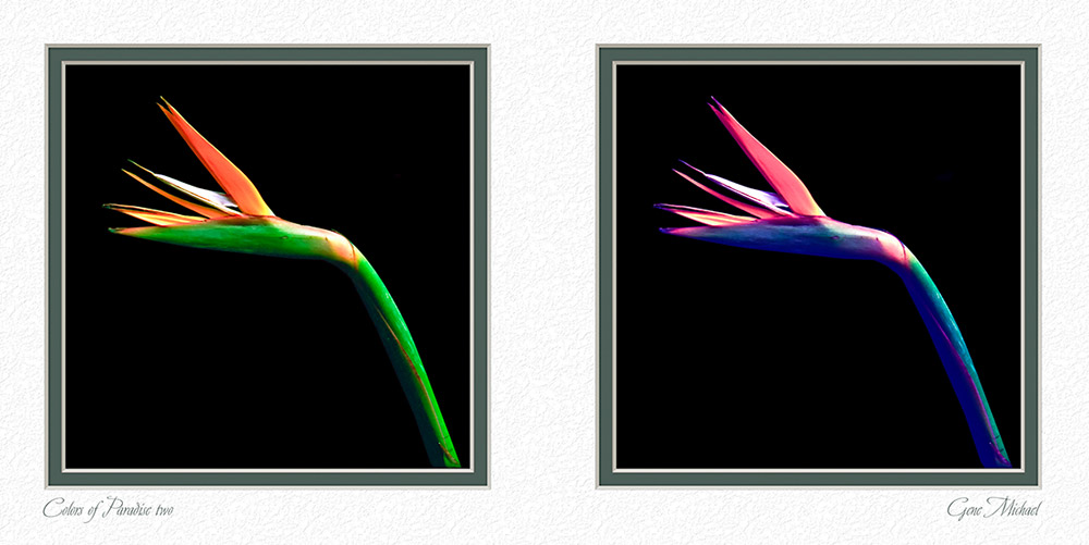 Red and Green Bird of Paradise Plant with a dark background