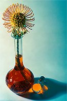 orange pin cushion plant in a glass vase colored orange in front a blue background