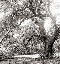 A really old mossy oak tree with sunlite falling on its branches