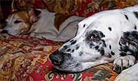 A Dalmation dog with black spots and a Jack Russell Terrier laying on a couch